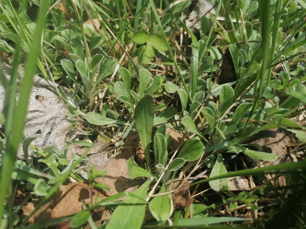 Kociánek dvoudomý ve výklenku při okraji lesa v Malých Karlovicích.