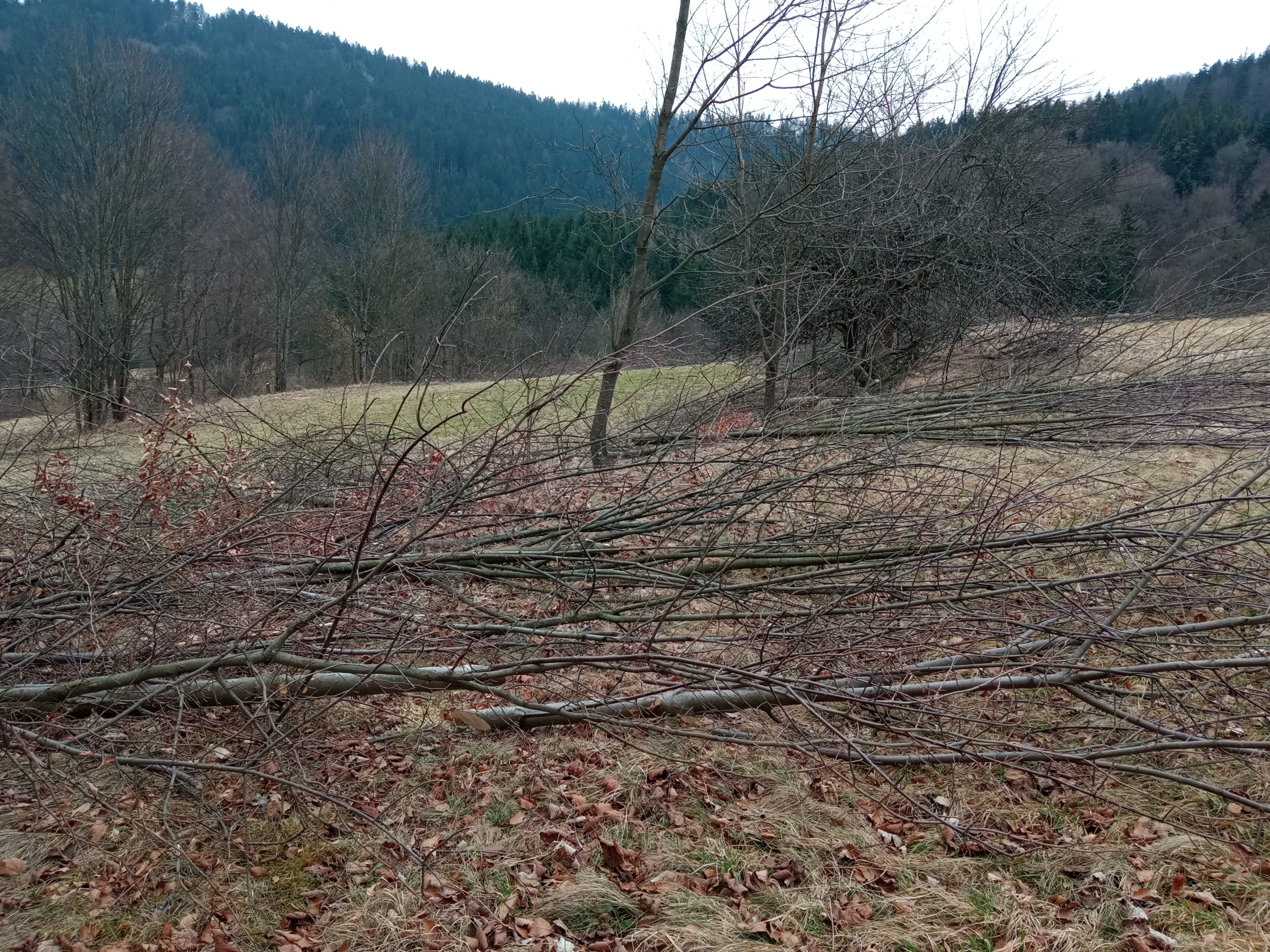 výřezy dřevin na stráních