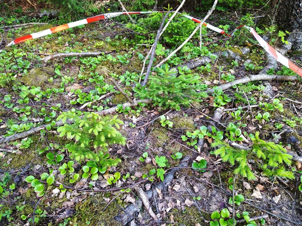 Hruštička okrouhlolistá v lese.