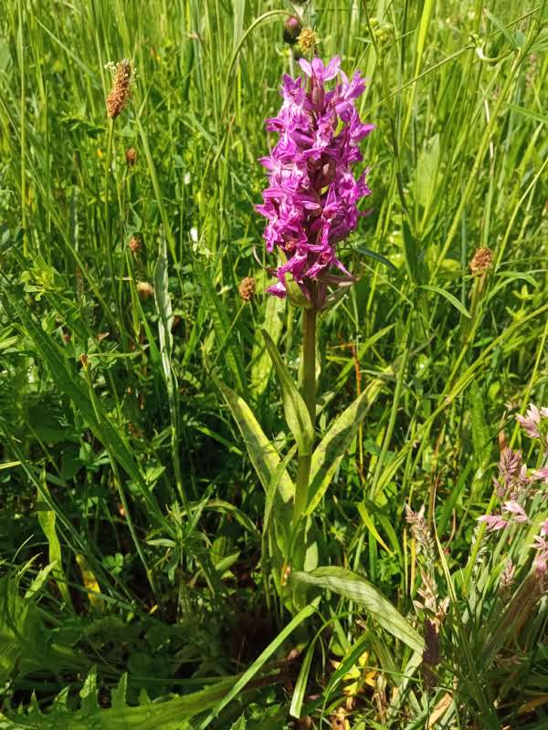 Prstnatec májový - mokřaní orchidej.