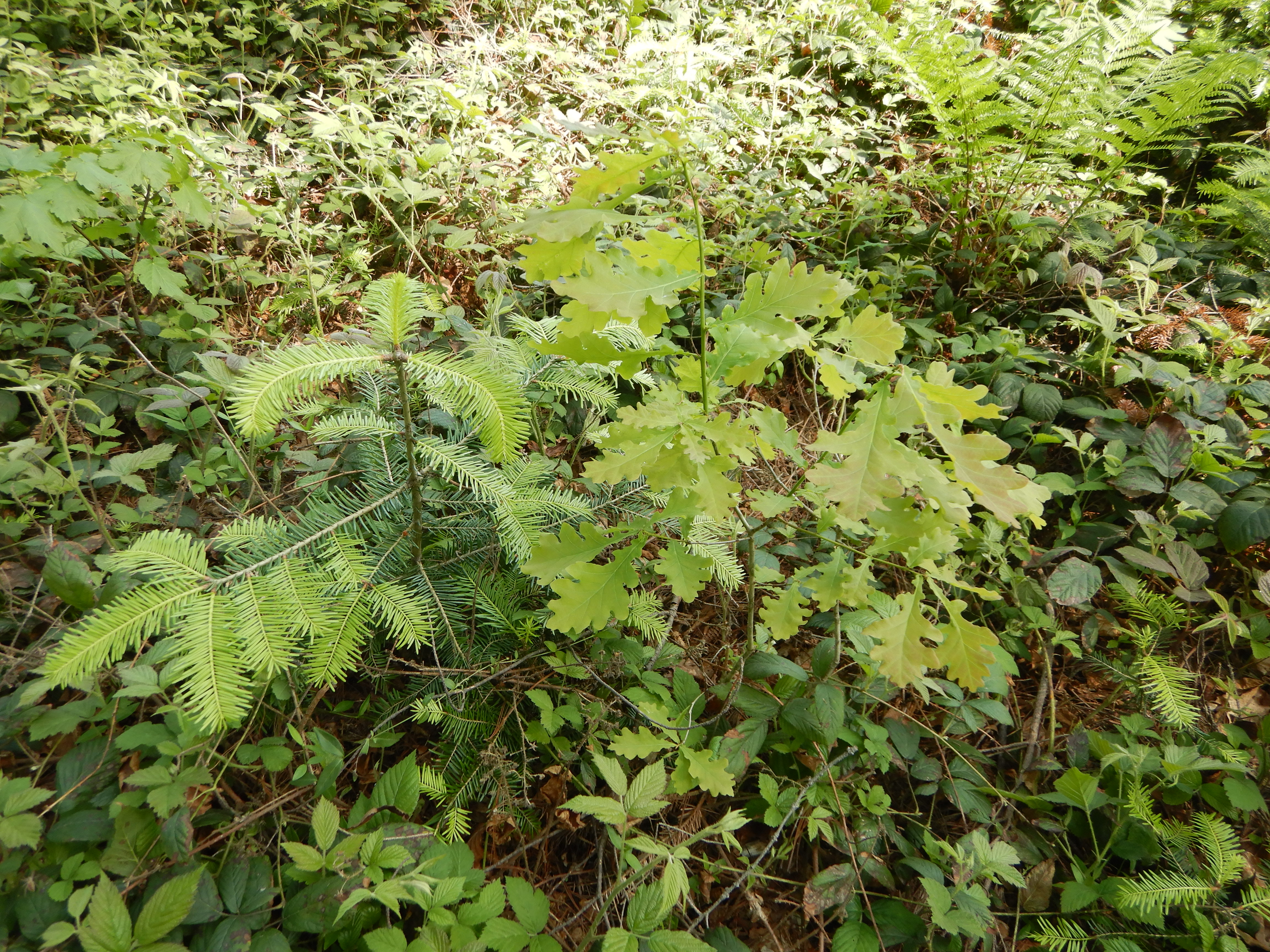 jedle bělokorá a dub zimní