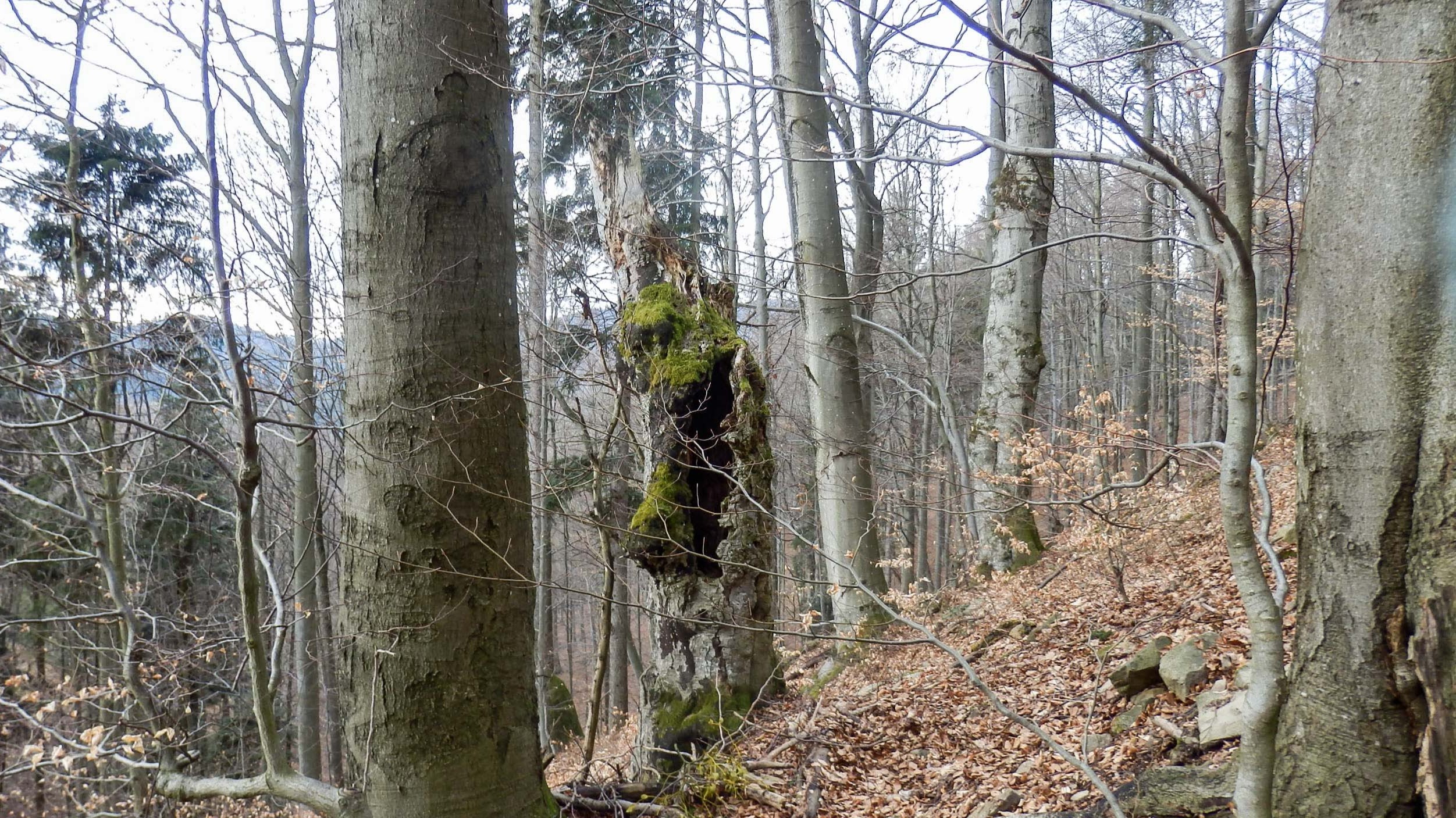 Dřevinou s nejvyšším zastoupením je buk lesní, bukové duté torzo pochází z jedince rostoucího v minulosti na rozvolněné ploše spojené s pastvou.