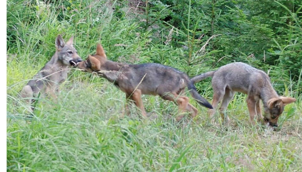 Vlčata z úvodní strany Zpravodaje Beskydy