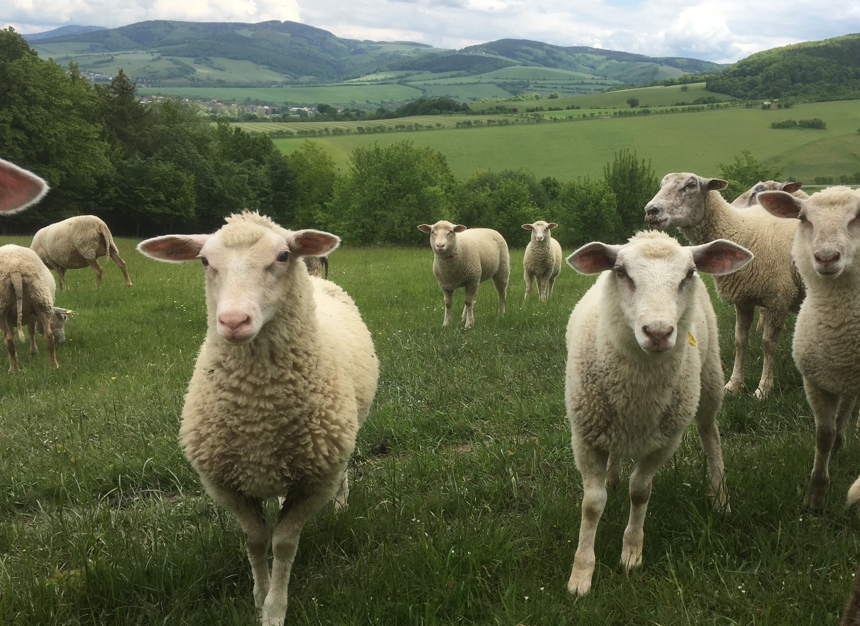 Ovce na pastvině v CHKO Bílé Karpaty.