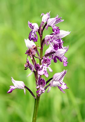 Rozkvetlá orchidej v Čertoryjích.