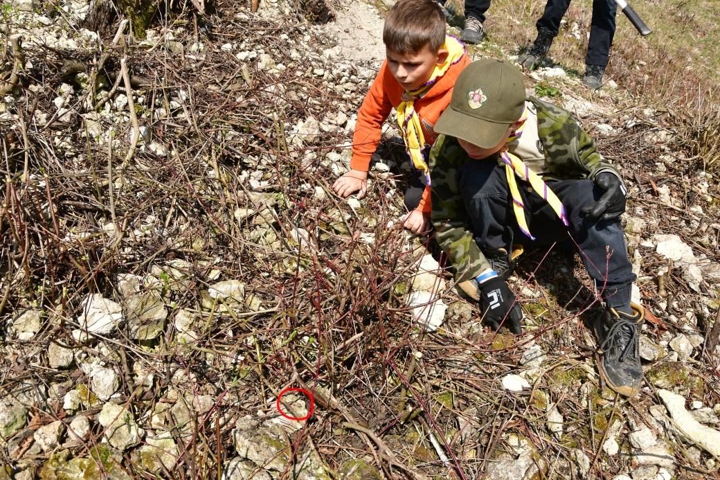 Dva malí skauti pozorují ještěrku.
