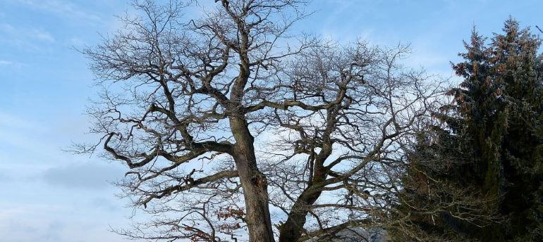 Dub na Záběhlé - dvoják