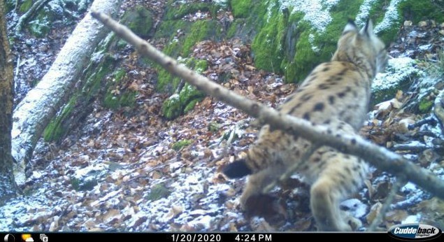 Rys na záběru z fotopasti