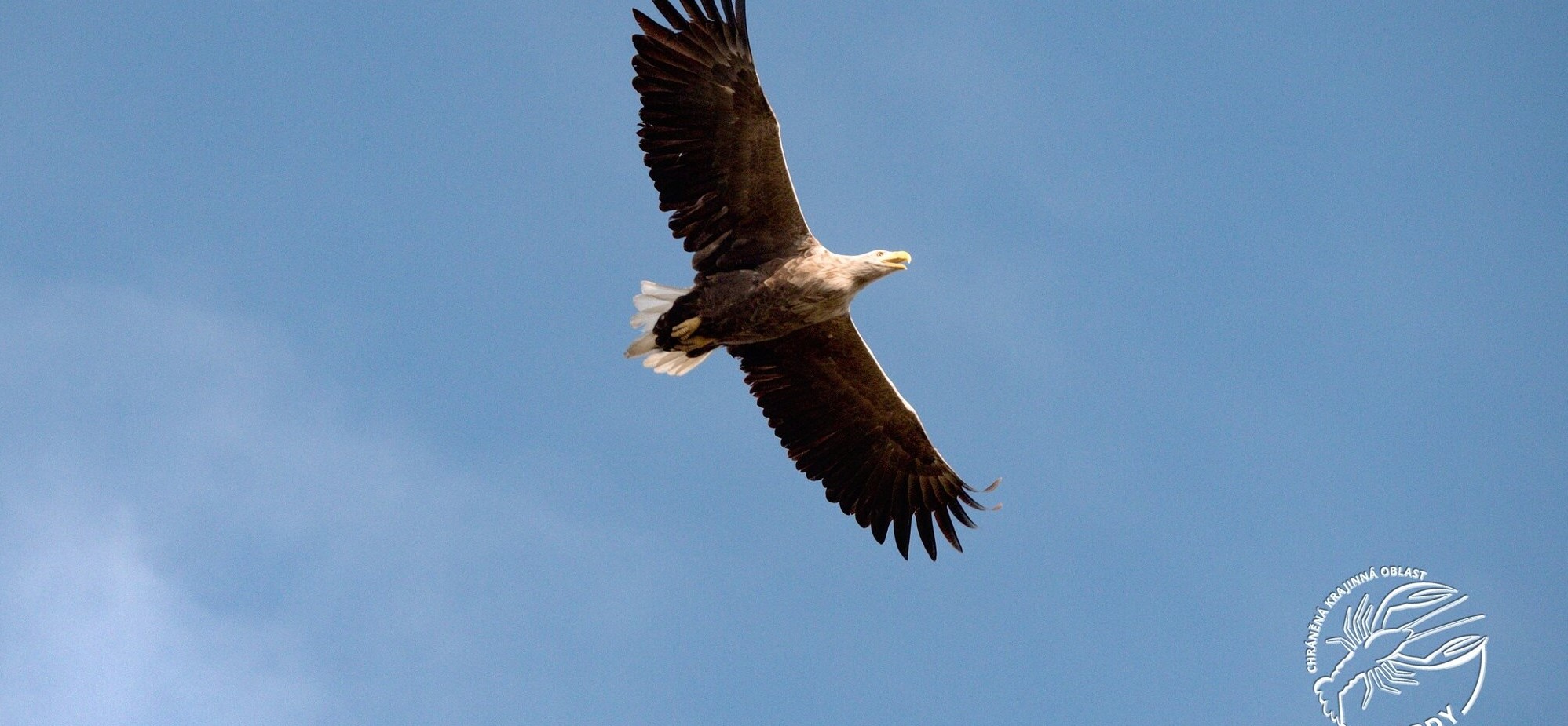 orel mořský