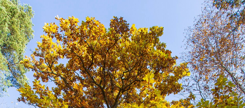 Ilustrační foto památného stromu.