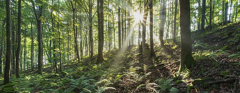 Přírodní rezervace Getsemanka.