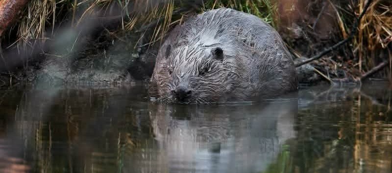 Bobr sedící ve vodě.