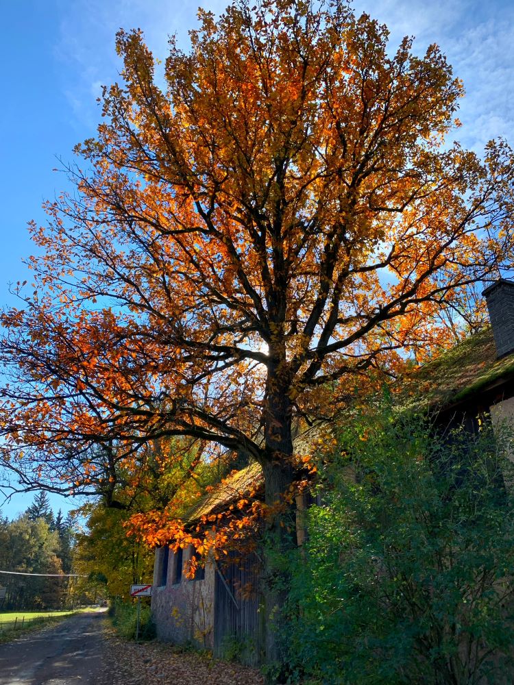 Chvojanová - Lenka - Strašice - vyřazeno - mimo CHKO