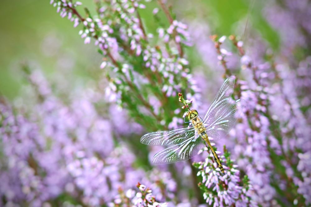 Pankulič Tomáš -_Vřesová Danae 1_Tok - vyřazeno - mimo podzimní období.jpg