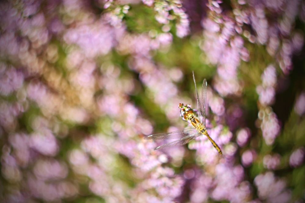 Pankulič Tomáš -_Vřesová Danae 3_Tok - vyřazeno - mimo podzimní období