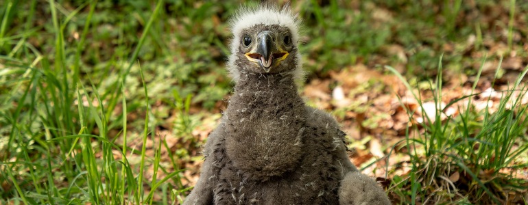 Mládě orla mořského, foto Bohumil Fišer