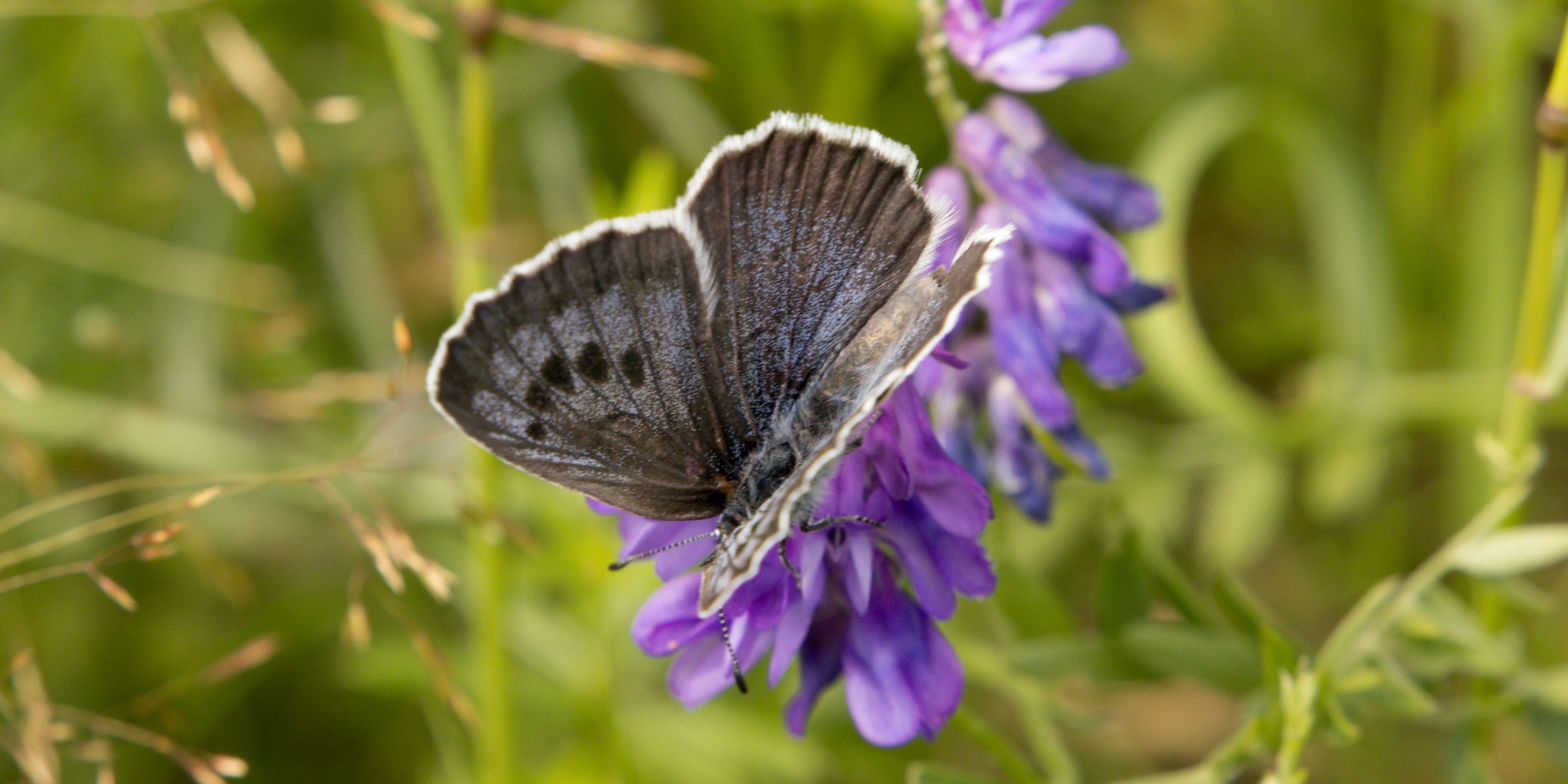 modrásek černoskvrnný foto Zuzana Růžičková