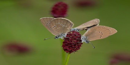 modrásci bahenní foto Peter Drengubiak