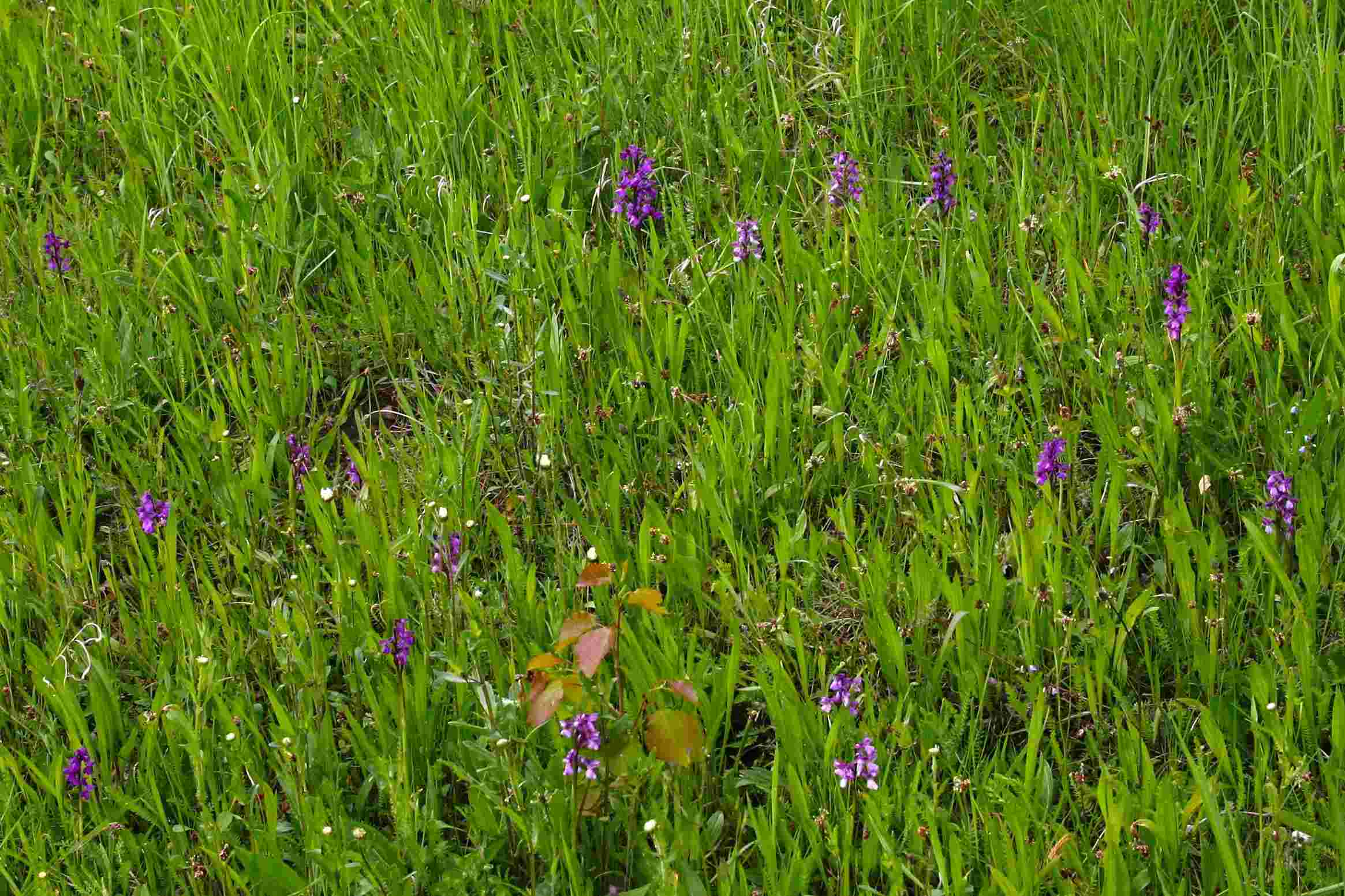 Kvetoucí kukačky převyšují na jaře okolní travní porost, autor: Petr Bauer