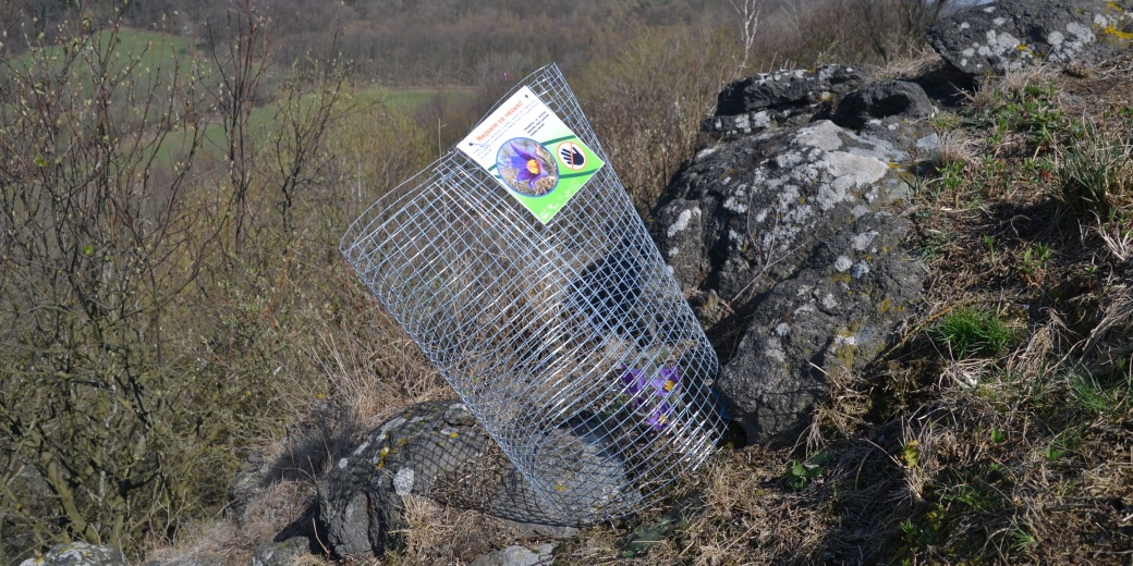 Rozkvetlý koniklec otevřený v ochranné kleci.