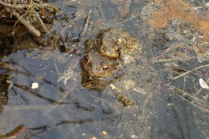 Ropuší_duplex_ve_vodě