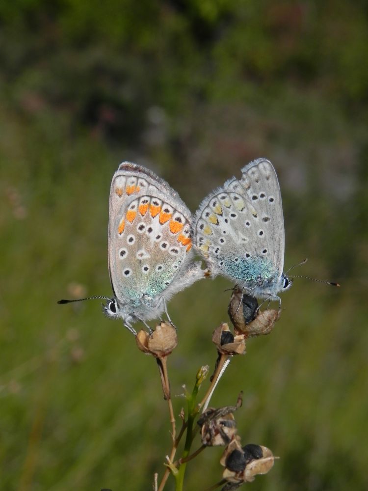 Entomologická exkurze