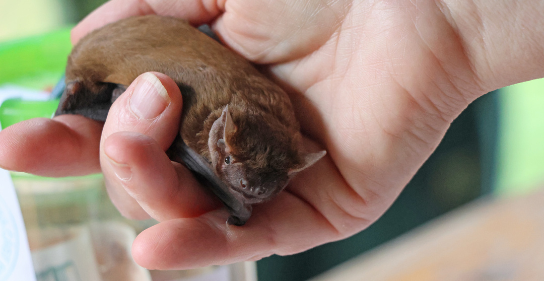 hendikepovaný netopýr