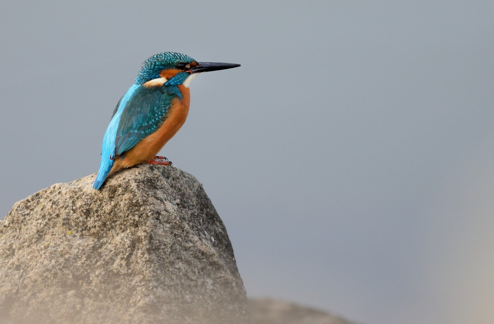 ledňáček z prezentace Martina Lišky