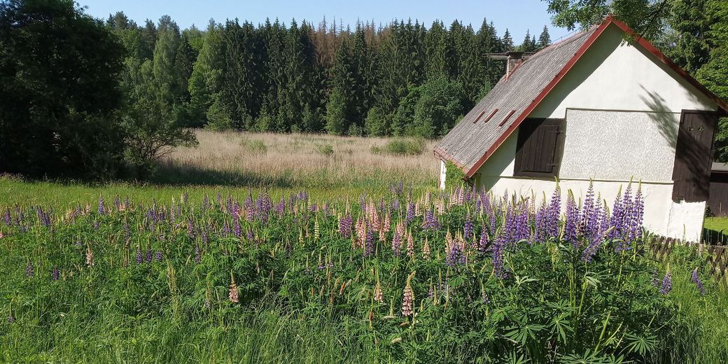 Lupina – šíření ze zahrádky.