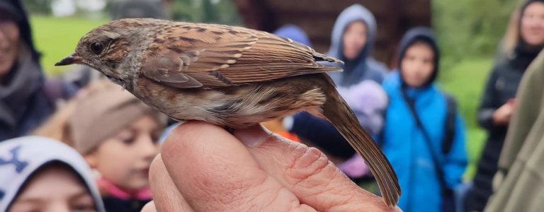 Pěvuška modrá v ruce ornitologa.