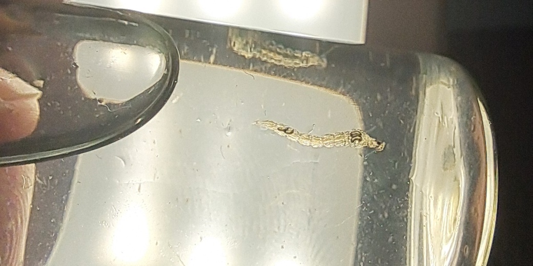 larva koretry
