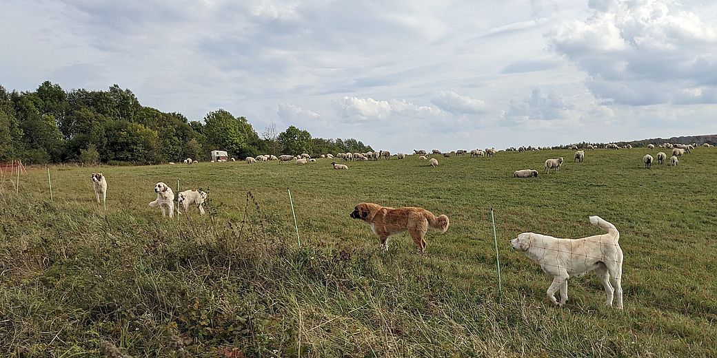Setkání chovatelů k zabezpečeni stád proti útoku vlků