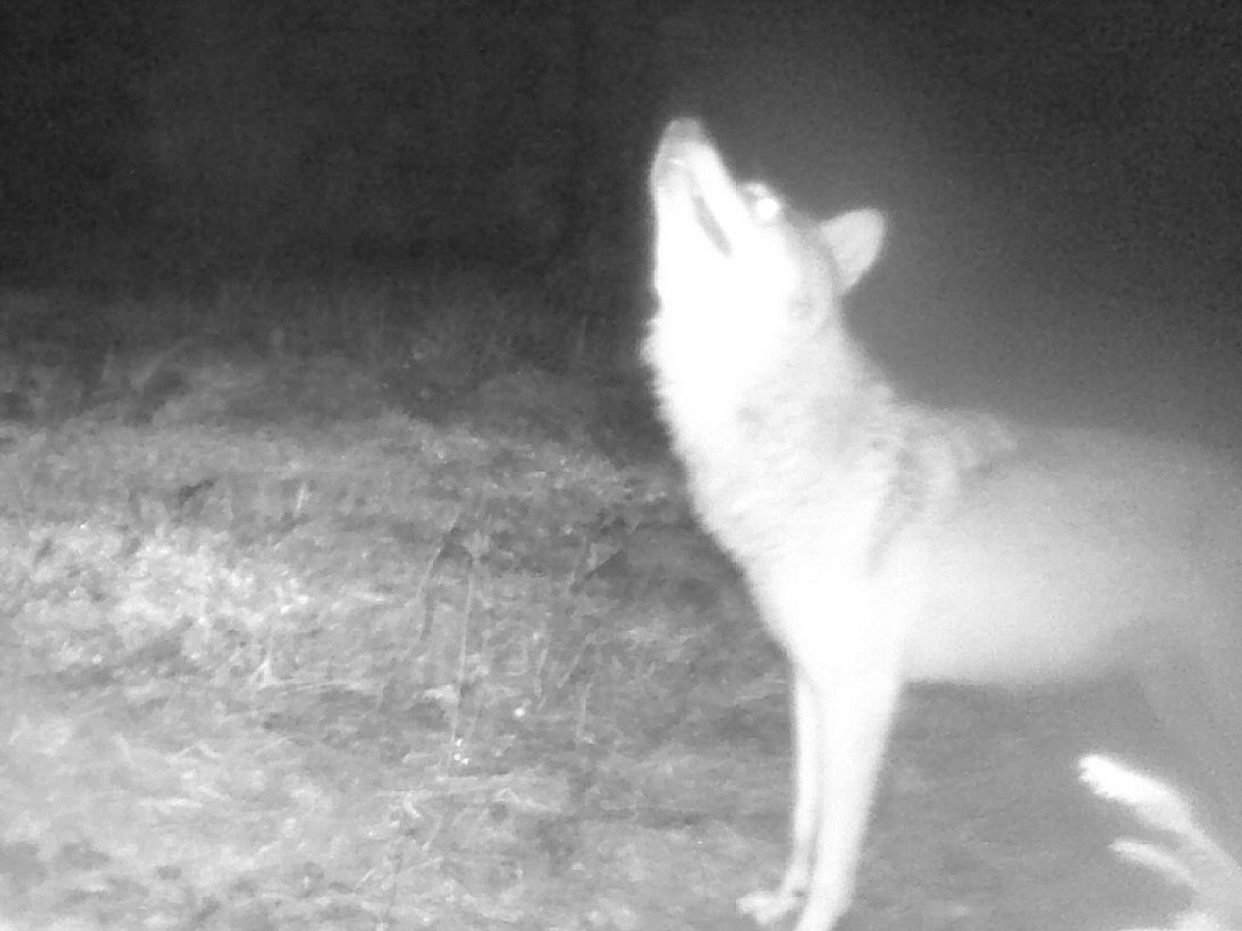 Vyjící vlk, foto: Jana Dvořáková 