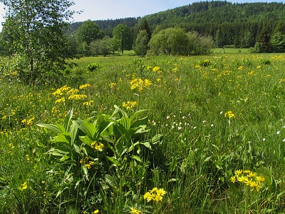 Trčkovská louka PR, Josef Hájek