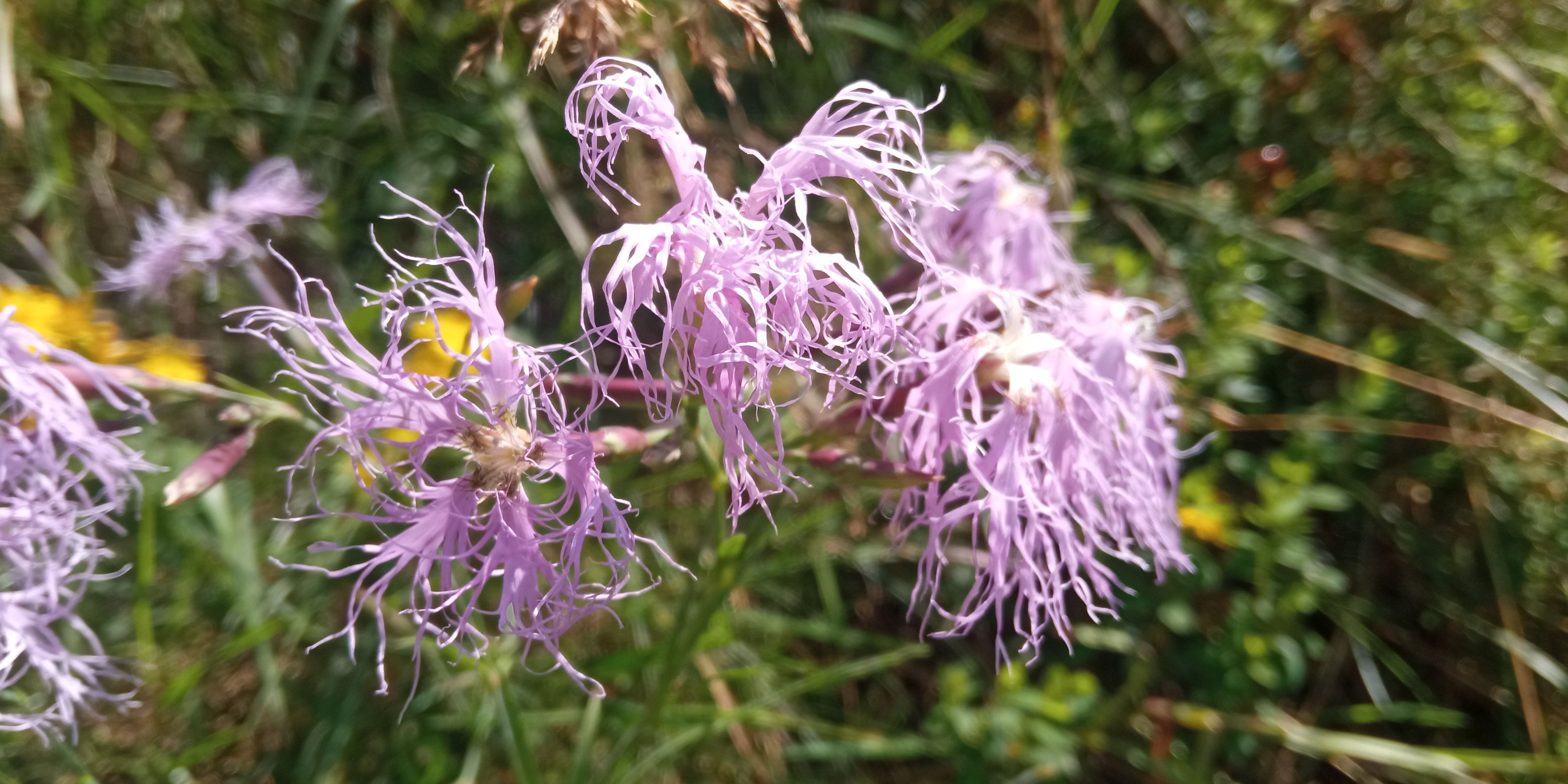 hvozdík pyšný_1040x520 _Petra Svobodová