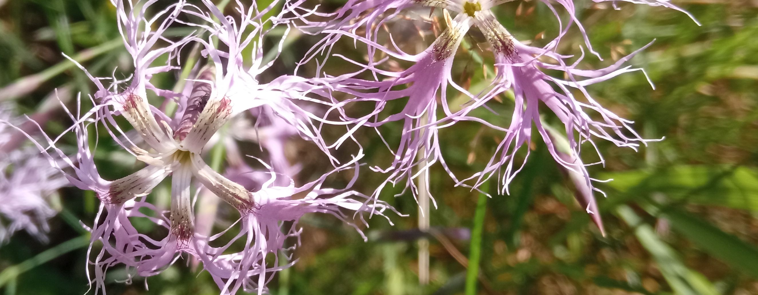 hvozdík pyšný _Petra Svobodová