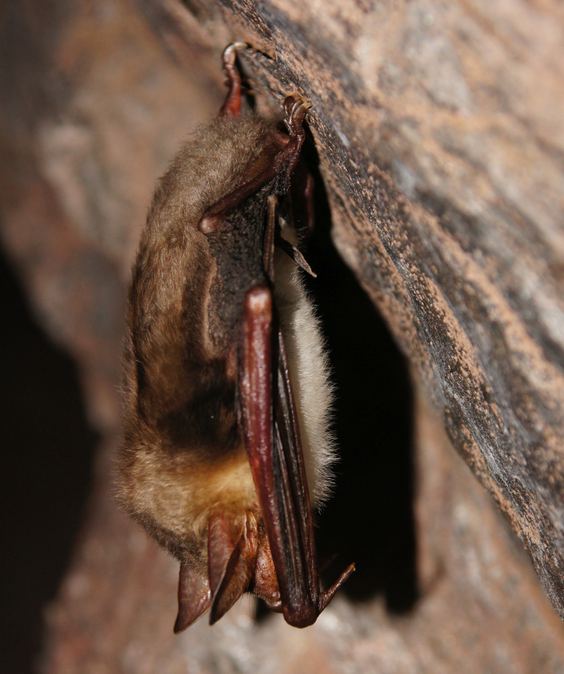 Netopýr velký. Foto: Václav Pavel