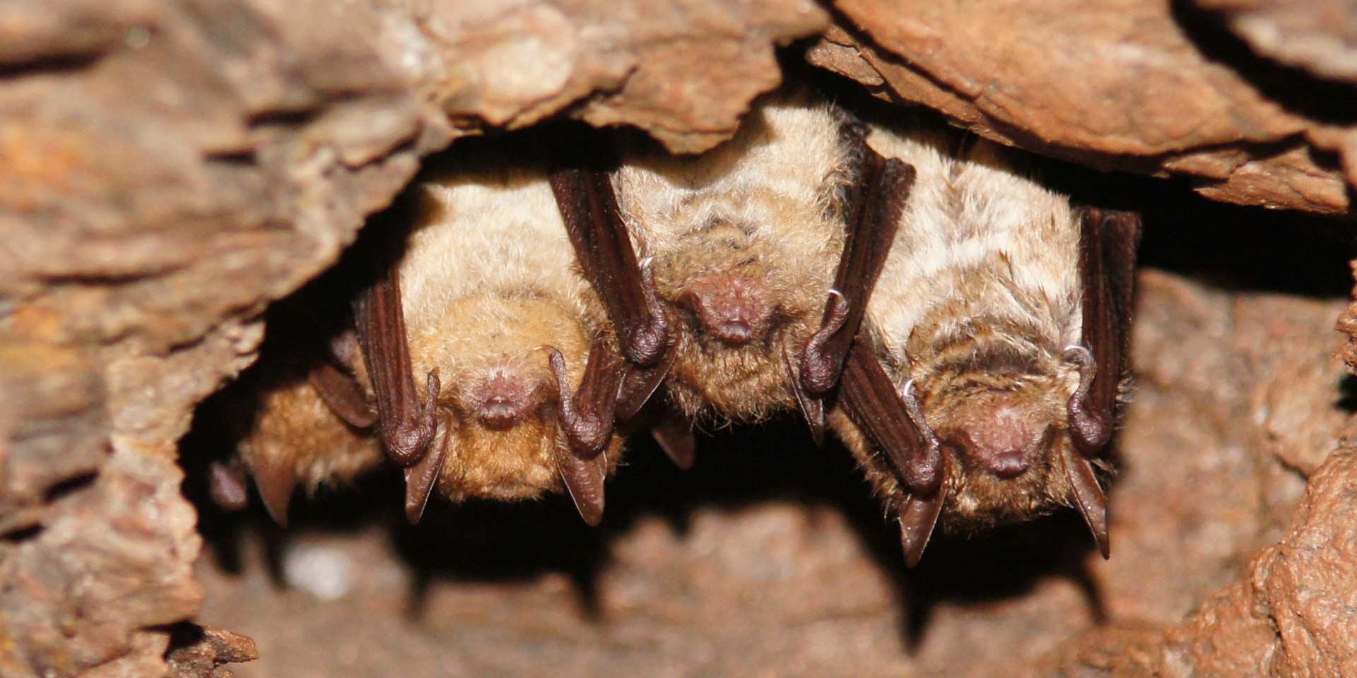 Netopýři brvití. Foto: Václav Pavel