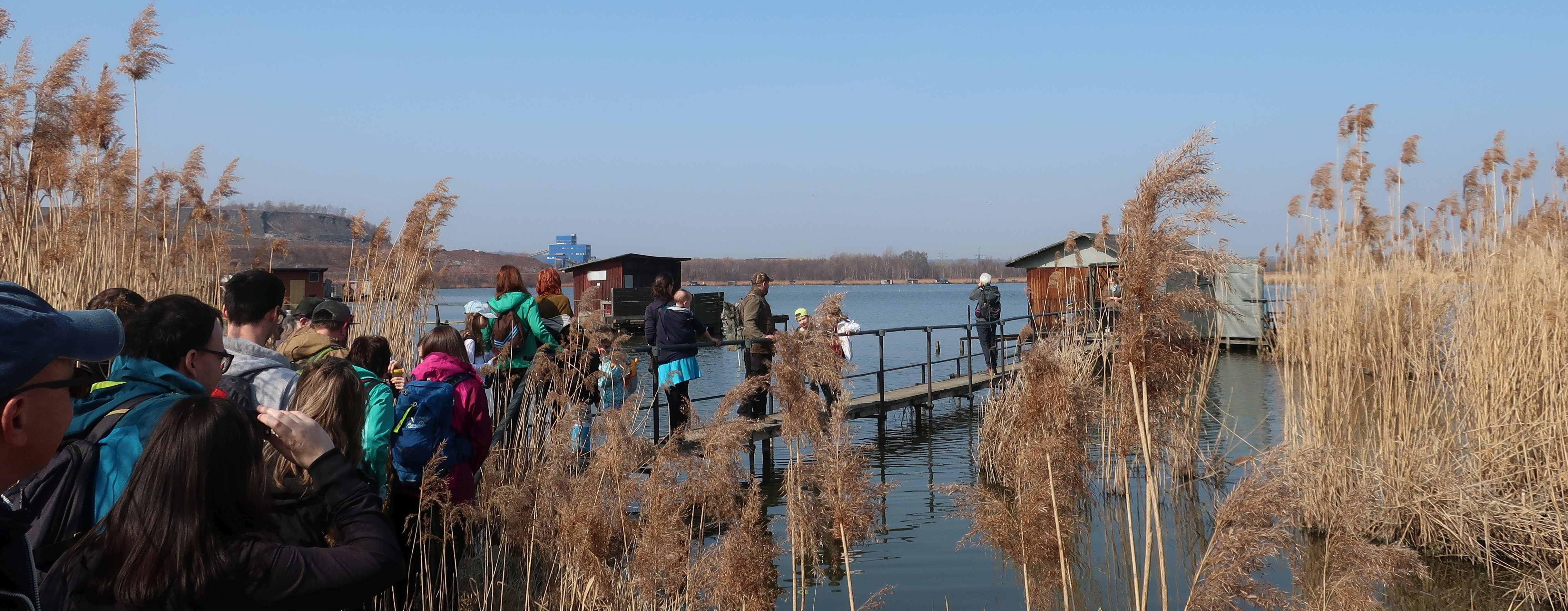 V rákosinách Heřmanického rybníka