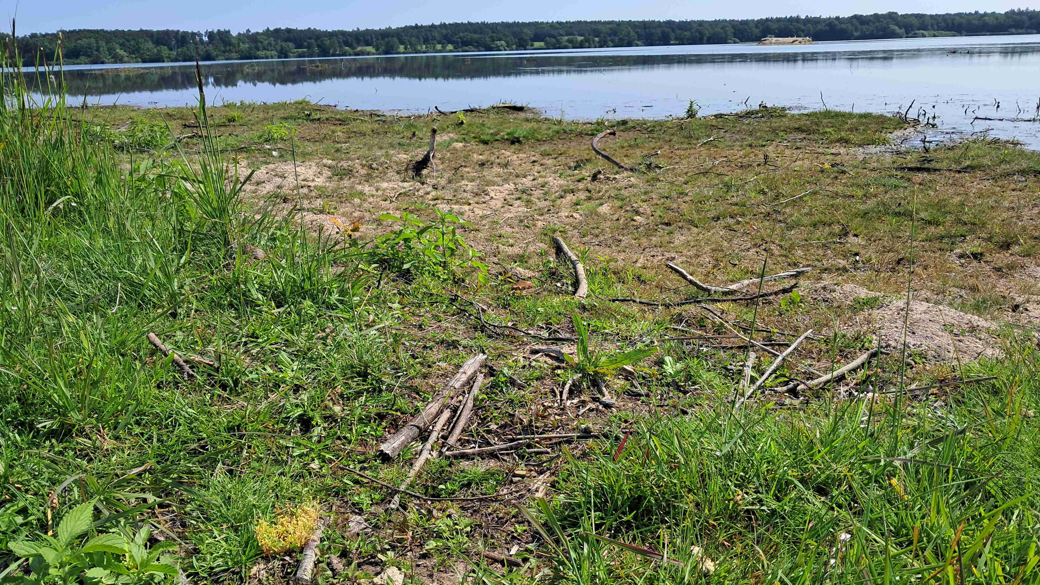 Zdrojovka rolní, foto Mgr. Josef Navrátil, Ph.D.