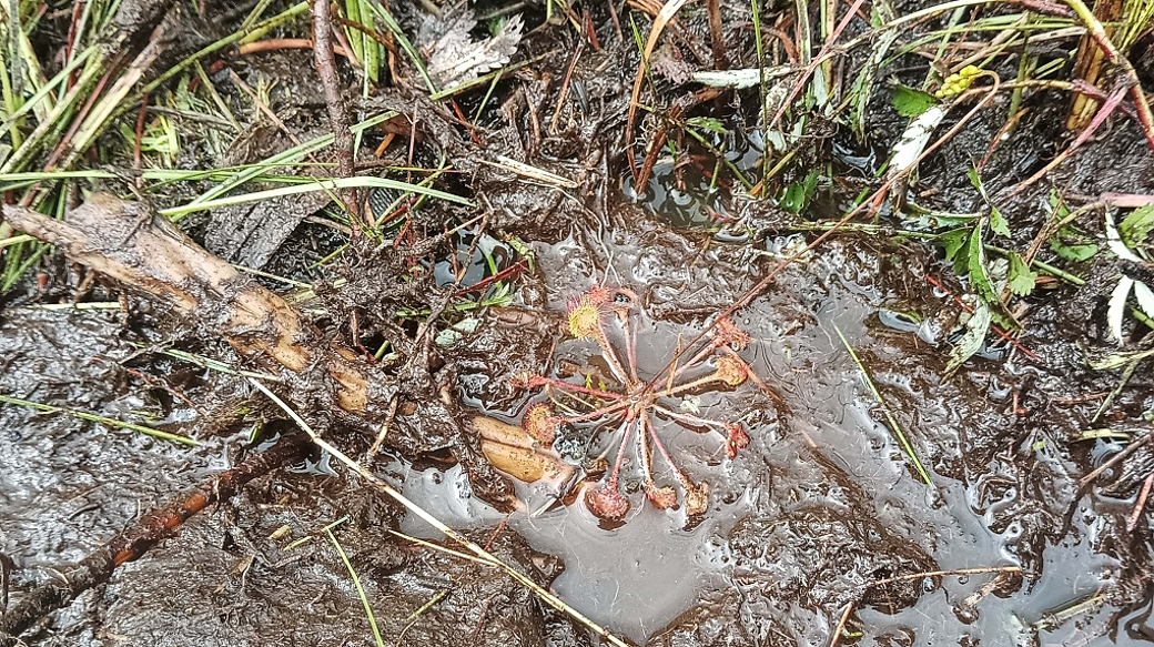 Rosnatka okrouhlolistá, foto: Petra Doležalová