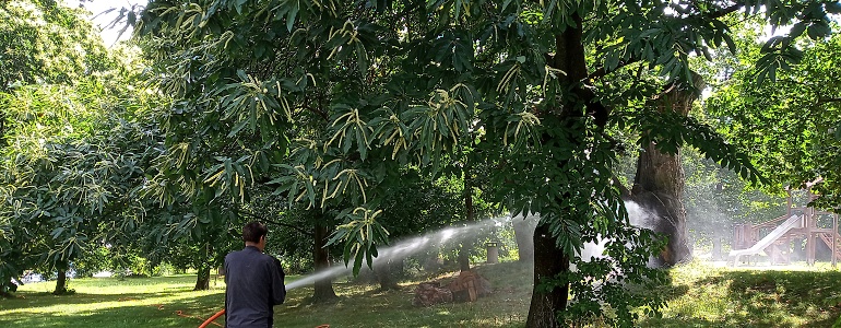Postřik biologickými fungicidy v sadu kaštanovníků setých v Nasavrkách. Aleš Kopecký 