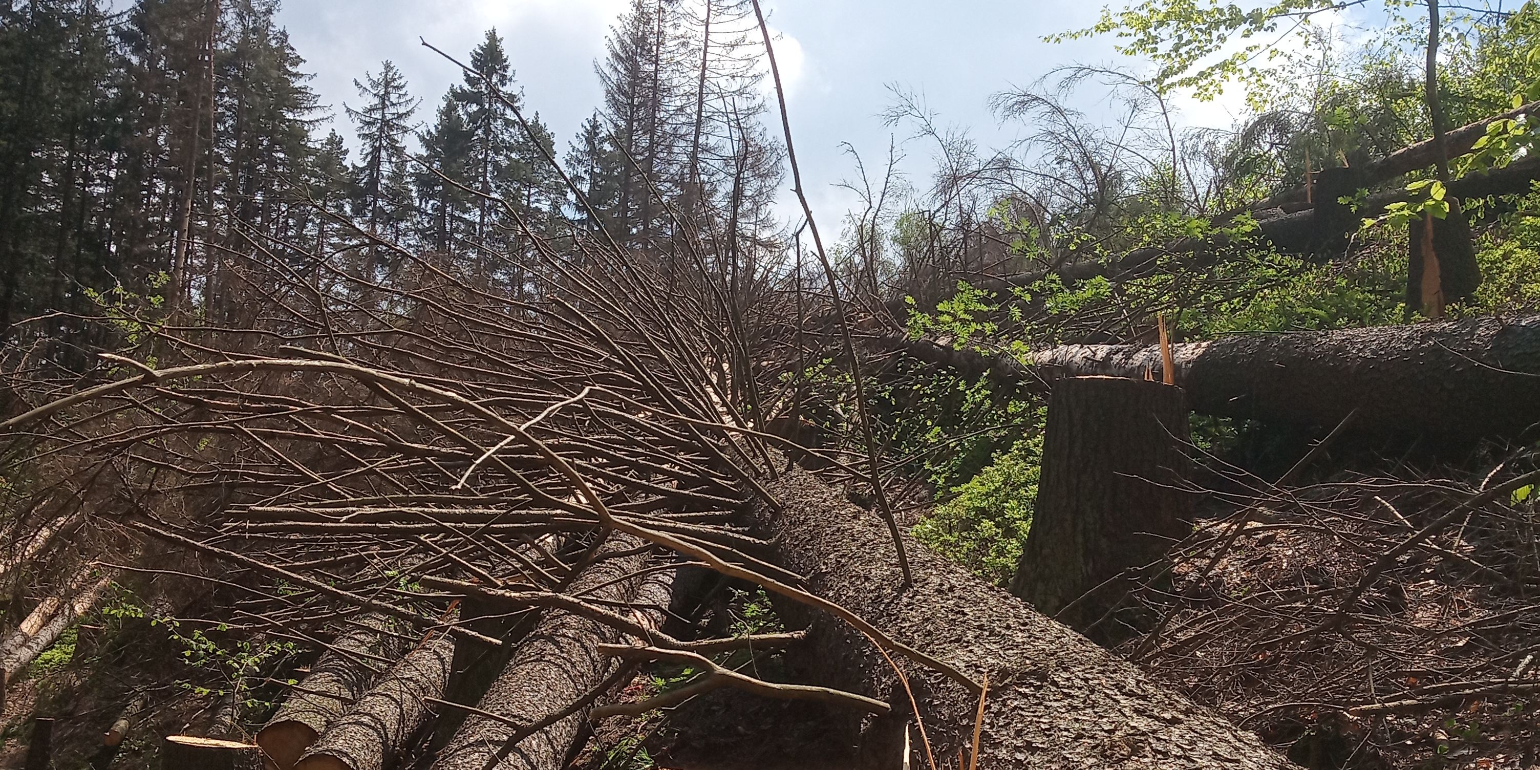 Pokácené odumřelé smrky u stezky. Foto: Aleš Kopecký