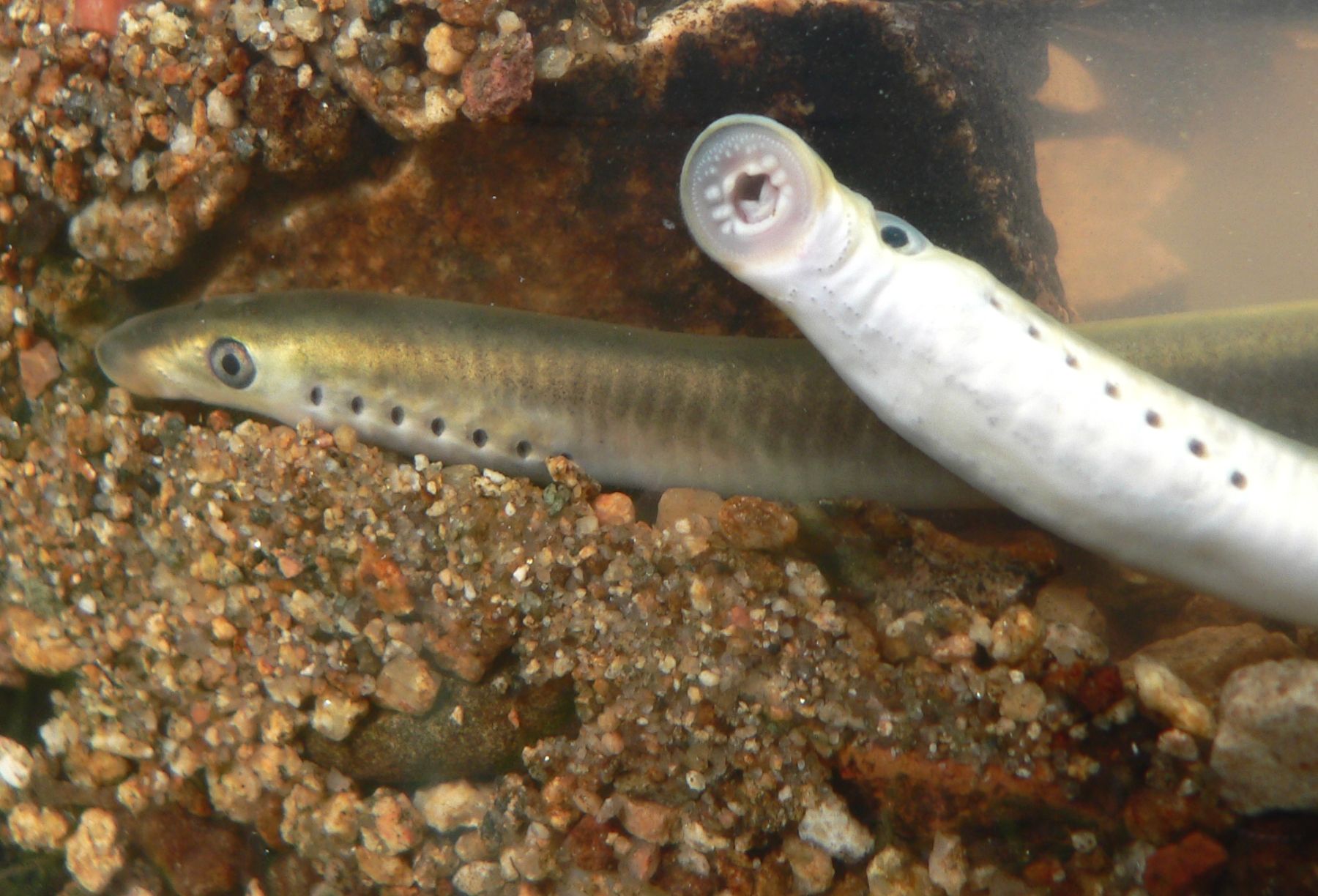 Mihule potoční vyžaduje čisté a neupravené vodní toky. foto: Vlastimil Peřina