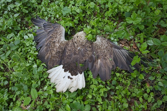Mrtvý orel mořský, foto: Petr Mückstein