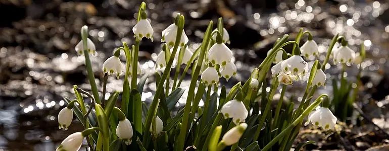 V CHKO Železné hory vykvetly bledule jarní.