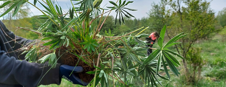 Vyrytá lupina mnoholistá.