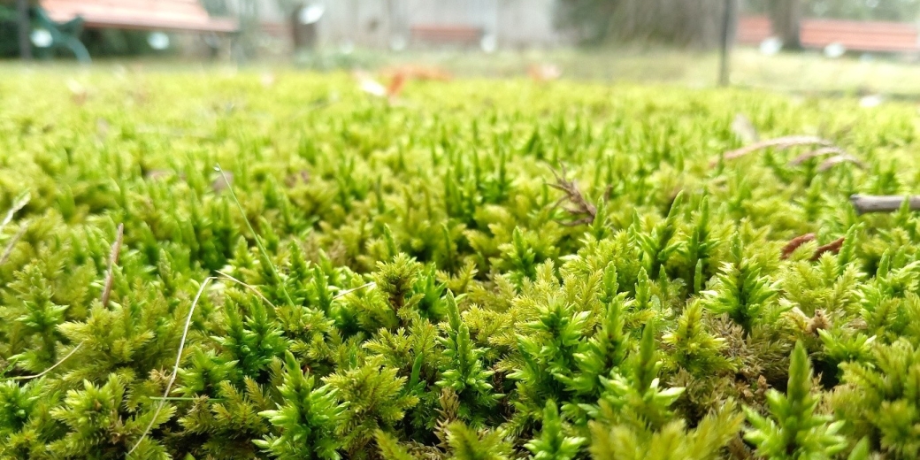 rabík stromkovitý (Climacium dendroides)